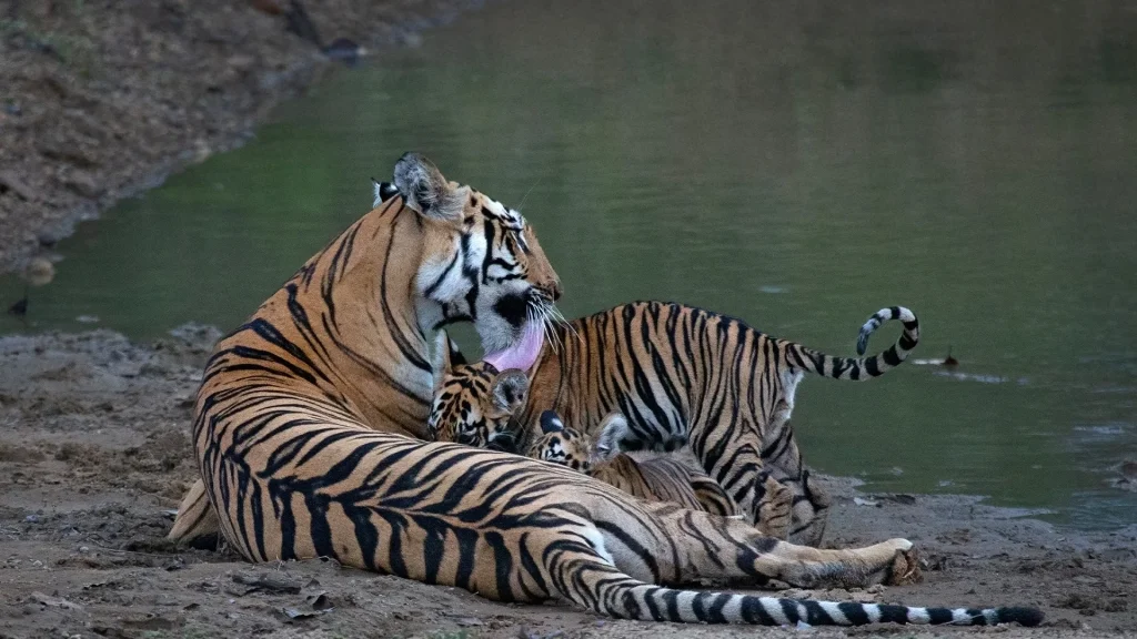 Best Tiger Safari in India Top Destinations to Spot the Majestic Bengal Tiger